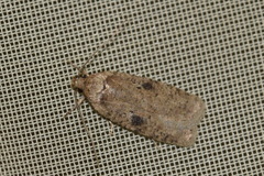Agonopterix propinquella