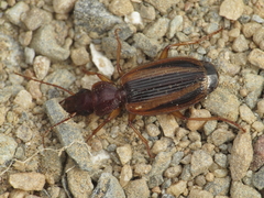 Cymindis lineola