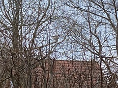 Poecile palustris