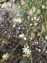 Wahlenbergia axillaris