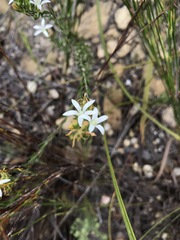 Wahlenbergia axillaris