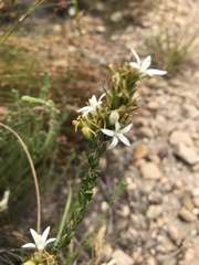 Wahlenbergia axillaris