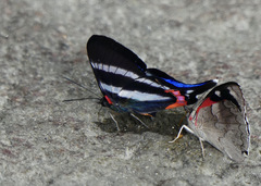 Rhetus dysonii