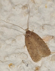Agonopterix scopariella