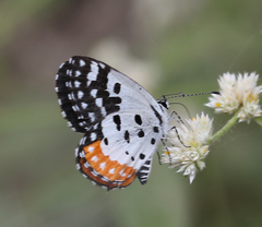 Talicada nyseus nyseus