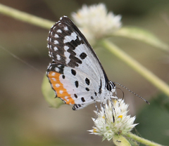 Talicada nyseus nyseus