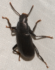 Xylopinus saperdoides