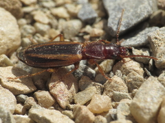 Cymindis lineola