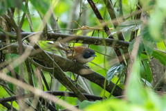 Pheugopedius coraya