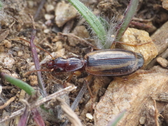 Cymindis lineola