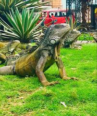 Iguana iguana