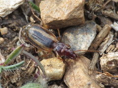 Cymindis lineola