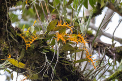 Acianthera