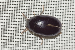 Platydema violacea