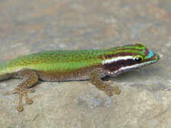 Phelsuma inexpectata