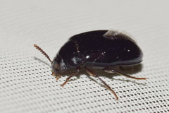 Platydema violacea