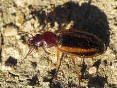 Cymindis lineola