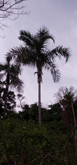 Syagrus