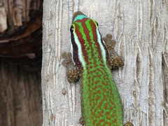 Phelsuma inexpectata