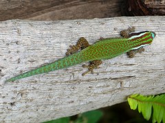 Phelsuma inexpectata