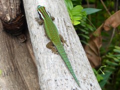 Phelsuma inexpectata