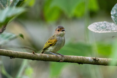 Poecilotriccus latirostris