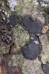 Biscogniauxia nummularia