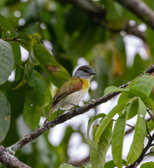Pachyramphus viridis