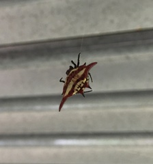 Gasteracantha versicolor