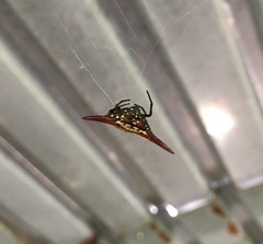 Gasteracantha versicolor