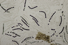 Biscogniauxia nummularia