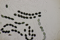 Biscogniauxia nummularia