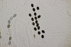 Biscogniauxia nummularia