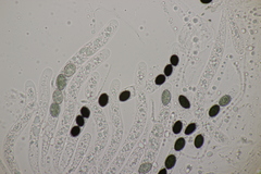 Biscogniauxia nummularia