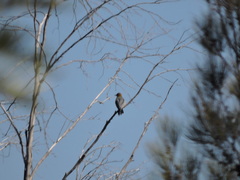 Melanerpes aurifrons