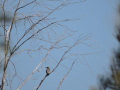 Melanerpes aurifrons