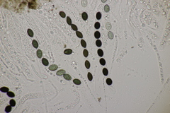 Biscogniauxia nummularia