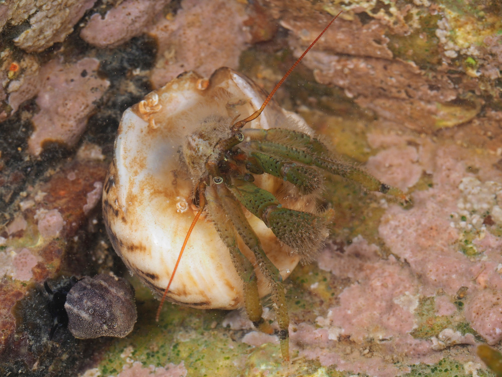 Pagurus nigrofascia