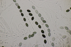 Biscogniauxia nummularia