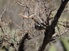Campylorhynchus brunneicapillus