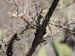 Campylorhynchus brunneicapillus