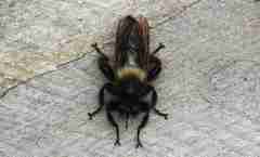 Laphria ephippium