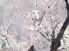 Campylorhynchus brunneicapillus