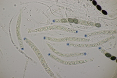 Biscogniauxia nummularia