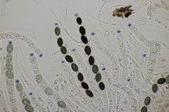 Biscogniauxia nummularia