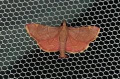 Hypsopygia pelasgalis