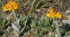 Tephroseris lindstroemii