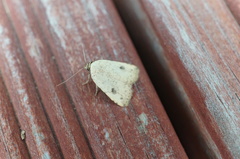 Anachrostis nigripunctalis
