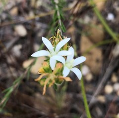 Wahlenbergia axillaris