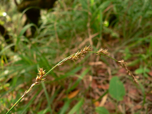 Carex canariensis